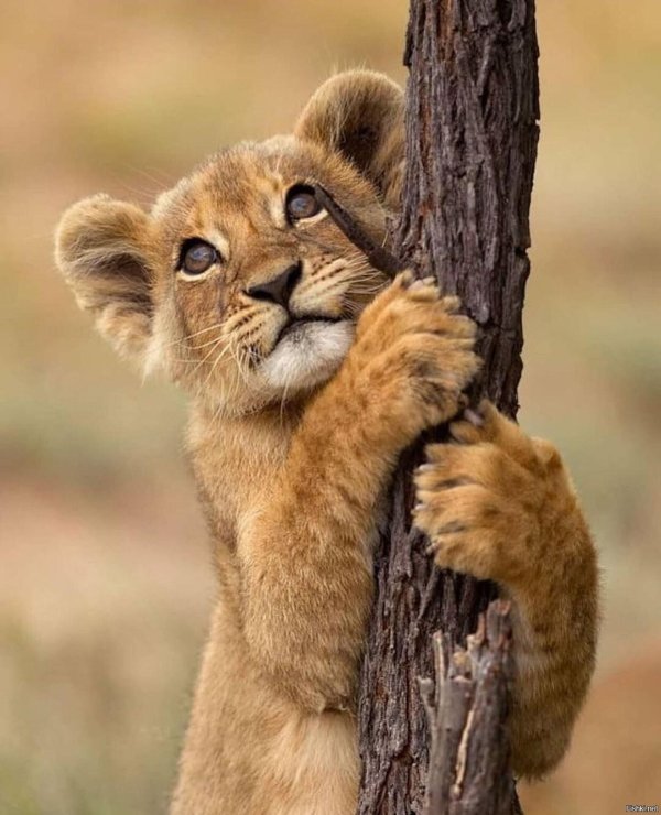 милые львята