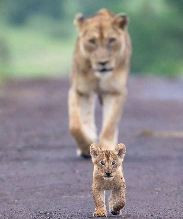 львица с львенком