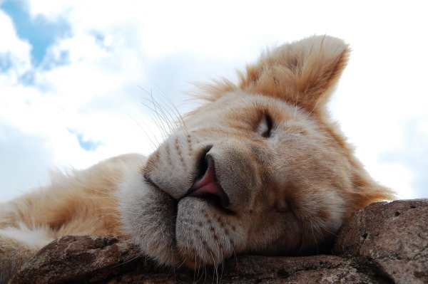 красивые животные