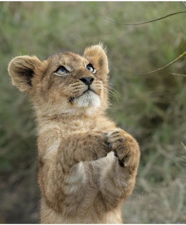 милые львята