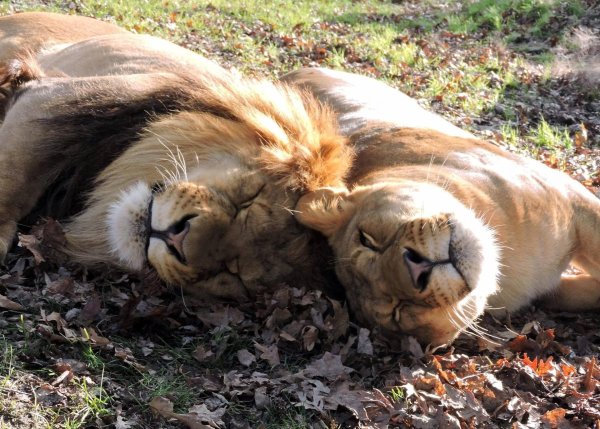 спящие львы