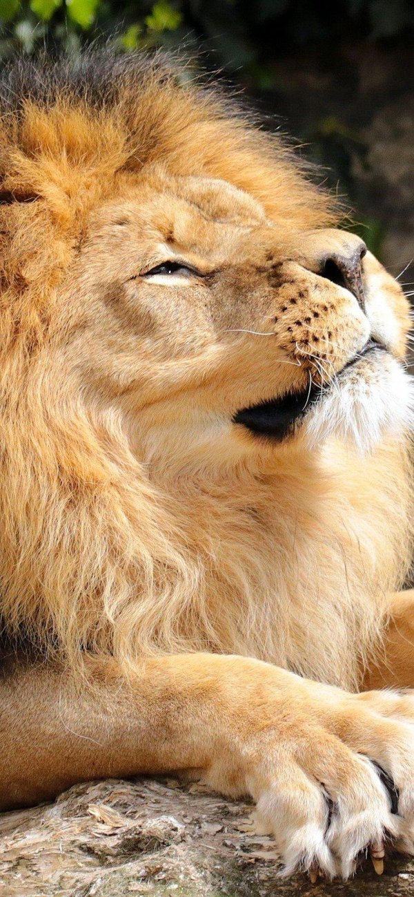 грустный лев