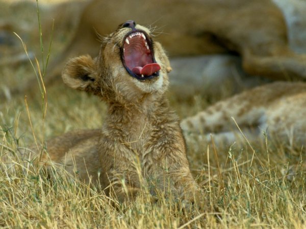 детеныш льва