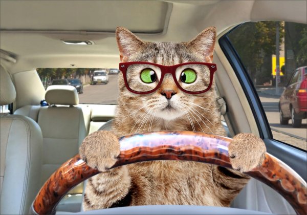кошка за рулем