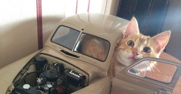 кот и машина