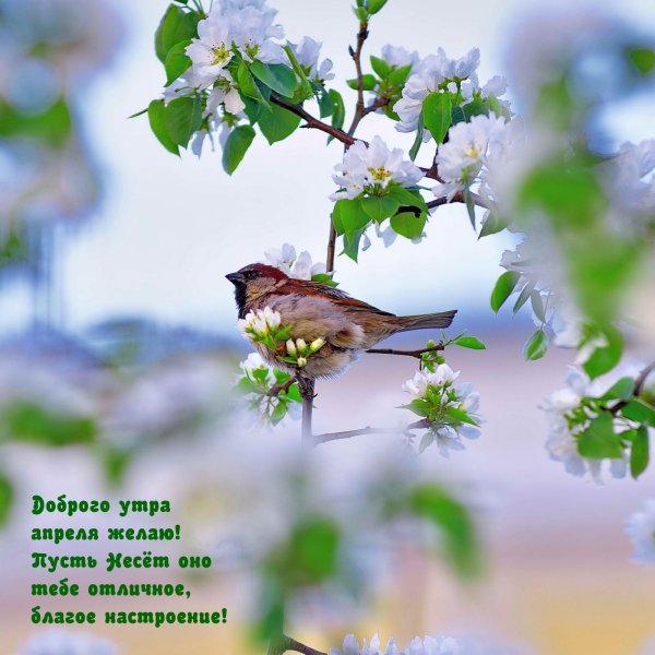 утро апрель