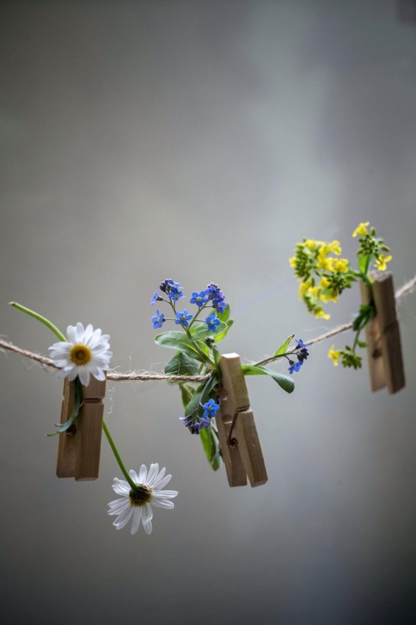 цветок полевой