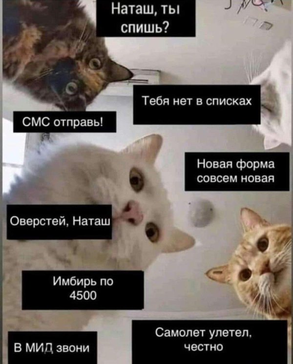 Наташа и коты