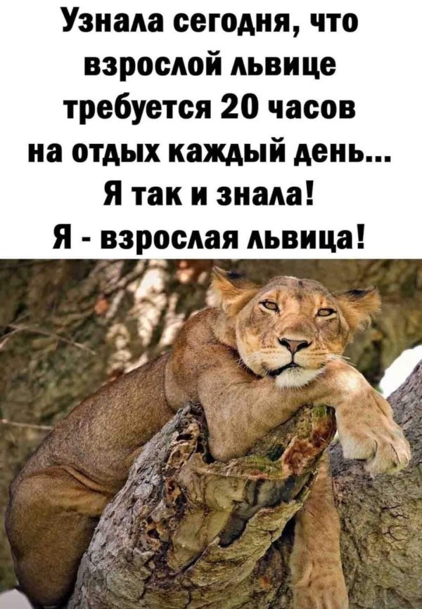 взрослой львице требуется 20 часов