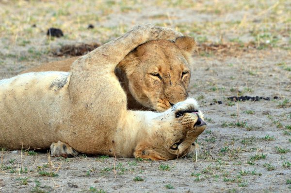 любовь животных