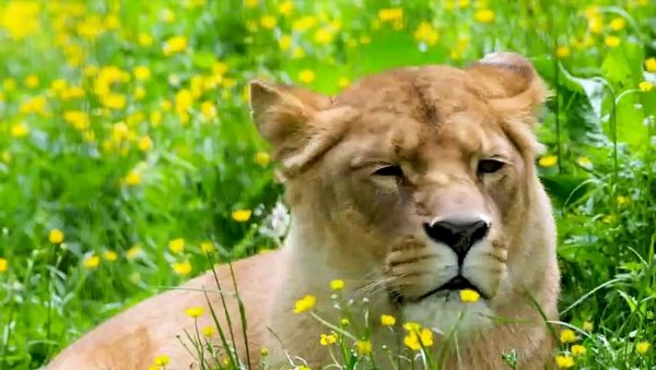 львица морда