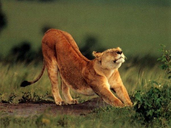 животные потягиваются