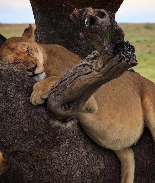 львица смешная