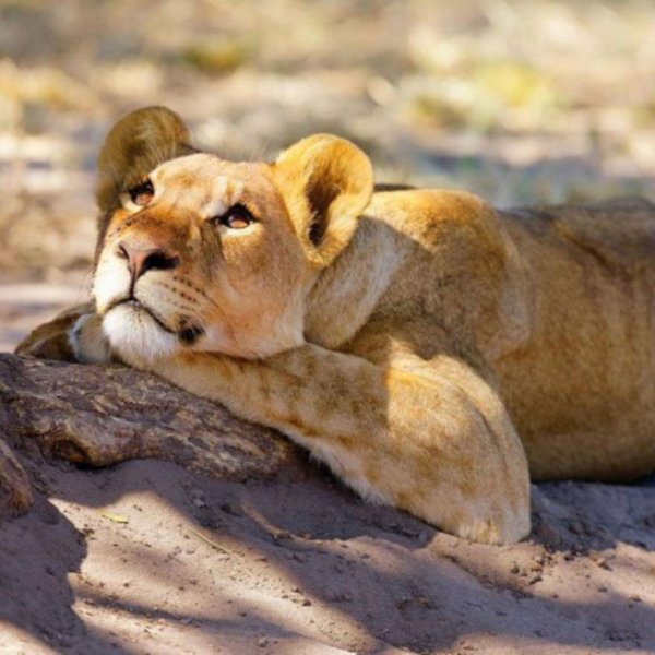 гордая львица