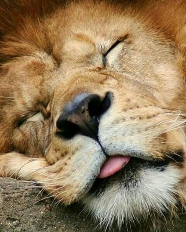 спящие животные