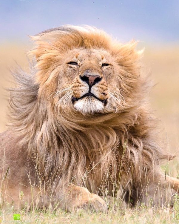 африканские львы