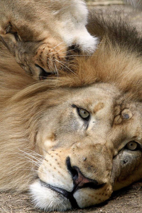 лев и львица