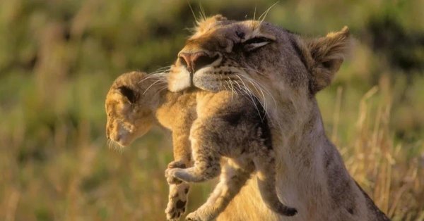 смешной львенок