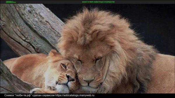 статусы со львами