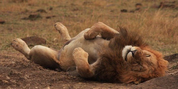 раненый лев