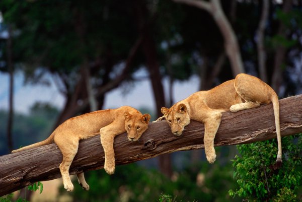 красивая львица