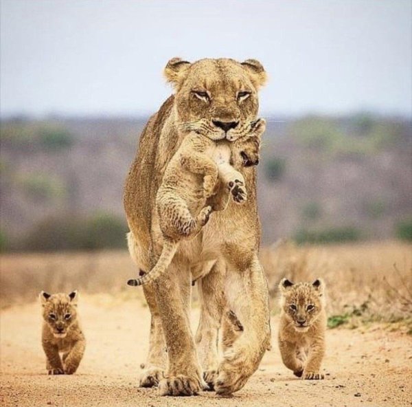 прайд львов семья