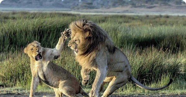 львица защищает льва