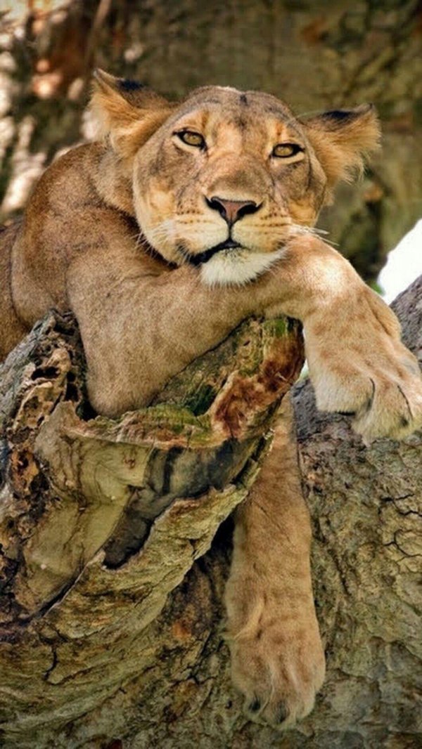 дикие животные