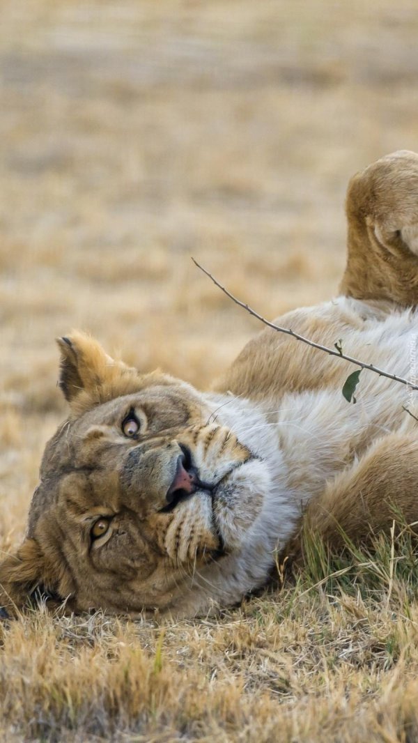 спящие львы