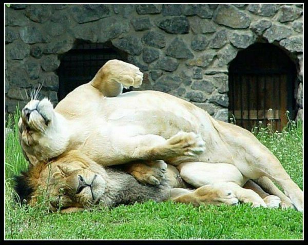 львица на льве