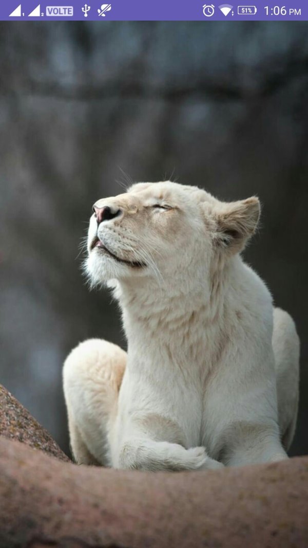 белая пантера