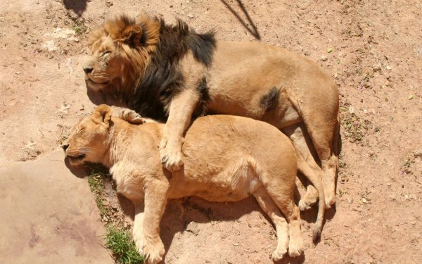 львы спаривание