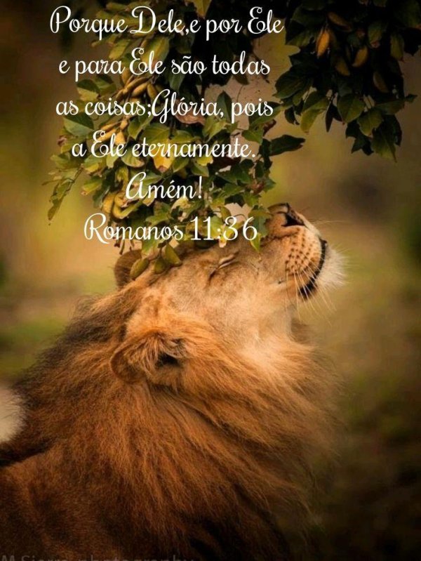 красивые львы