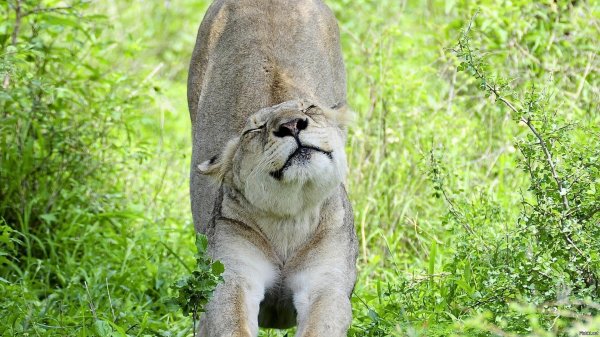 львица потягивается