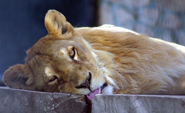 одинокая львица