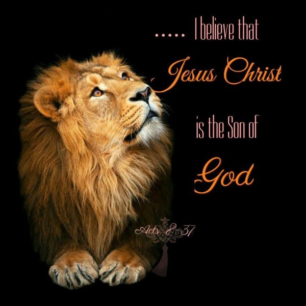 лев красивый