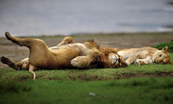 спящий со львом