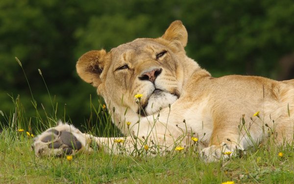 львица морда