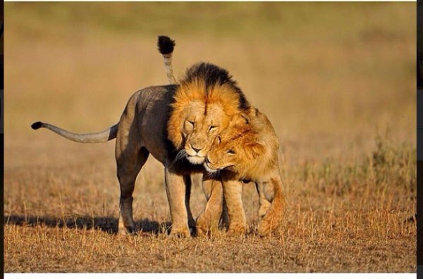 лев со львицей