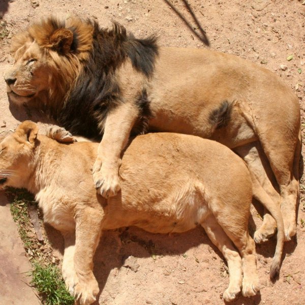 львы спаривание