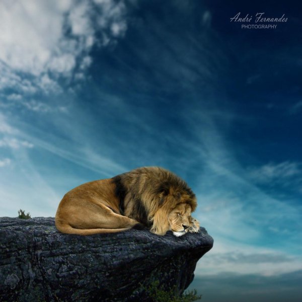 красивые львы