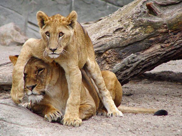 львица со львенком