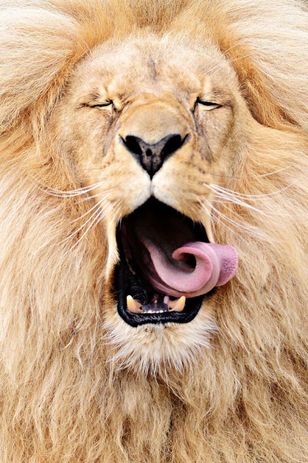 улыбка льва