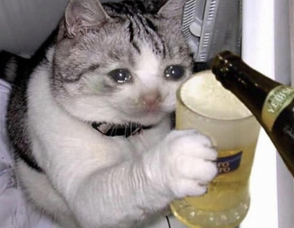 Пьяный кот