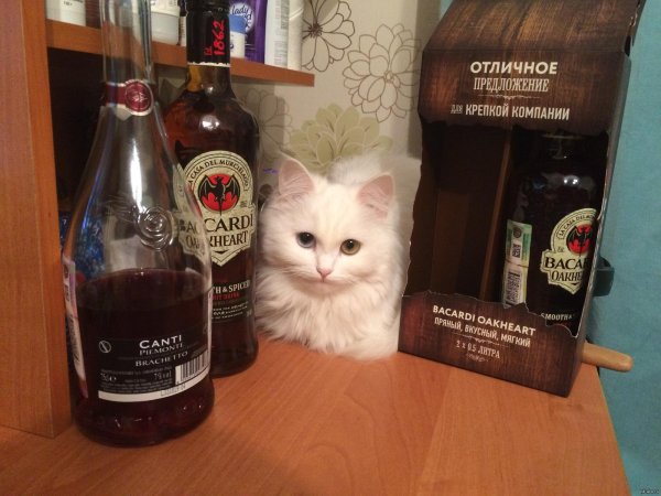Коты и алкоголь