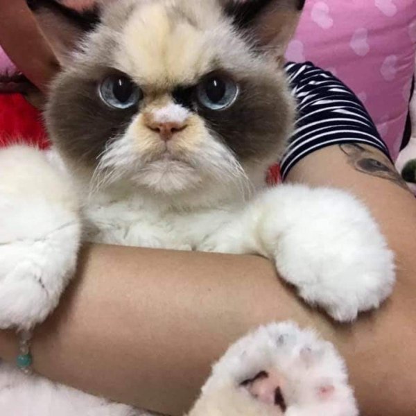 Недовольный кот