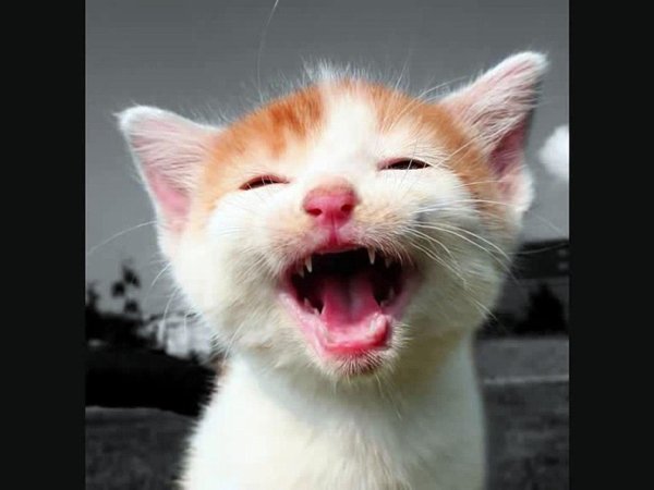 Смеющийся кот