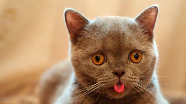 Кот показывает язык