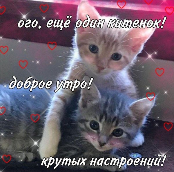 доброго утра котенок