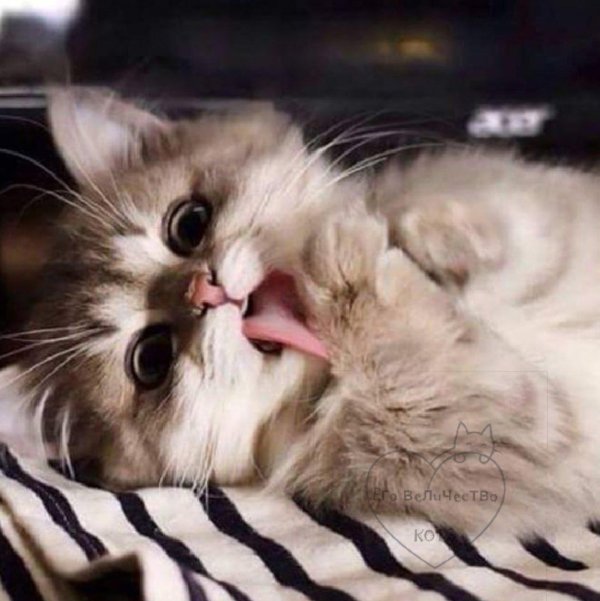 красивая киса